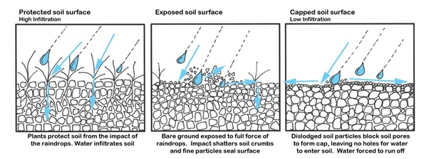 Figure 1 – action of ground cover in protecting soil from raindrop impact (redrawn from “Ground cover standards for Central Queensland Grazing Lands”, Fitzroy Basin Association)