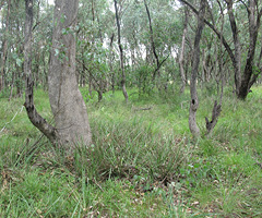 Remnant Box Gum Grass Woodlands 