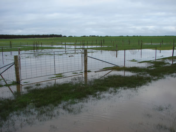 Summer active tall fescue was under water on the Hamilton EverGraze Proof Site for up to seven days (17 July 2007).
