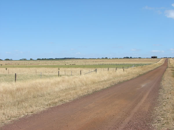 Summer active tall fescue provides green feed when most pastures have dried off.