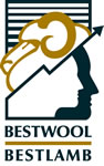 BestWool-Lamb