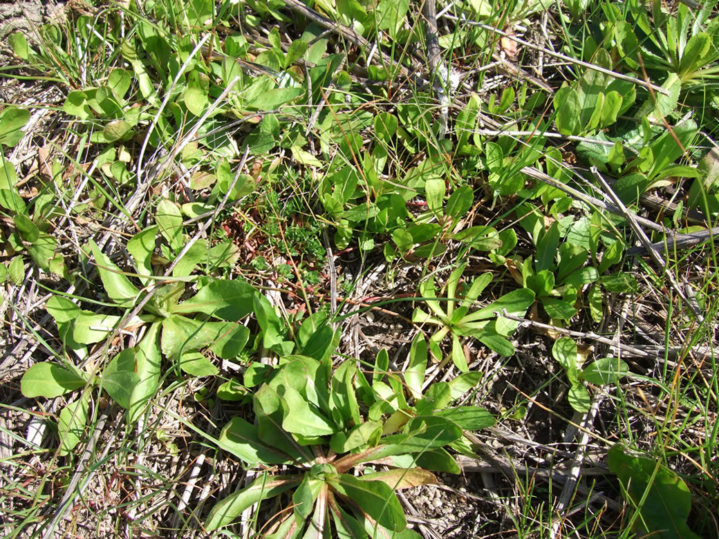 Seedling recruitment of chicory