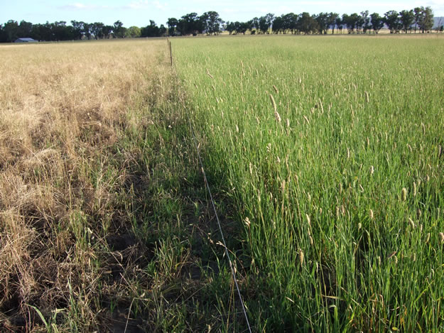 Phalaris (right) was more productive under waterlogged conditions than cocksfoot (left)