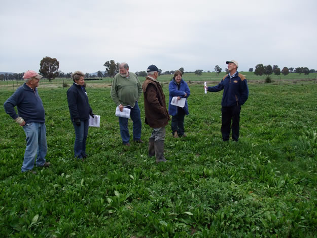 Members of the Euroa Grazing Group inspect chicory pastures which were successful in regenerating from seed at the Longwood site