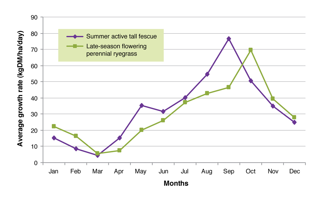 Average pasture growth rates of summer active tall fescue (Quantum) and late-season flowering perennial ryegrass (Banquet) on the EverGraze low-lying clay soils Figure 3. Average pasture growth rates of summer active tall fescue (Quantum) and late-season flowering perennial ryegrass (Banquet) on the EverGraze low-lying clay soils.
