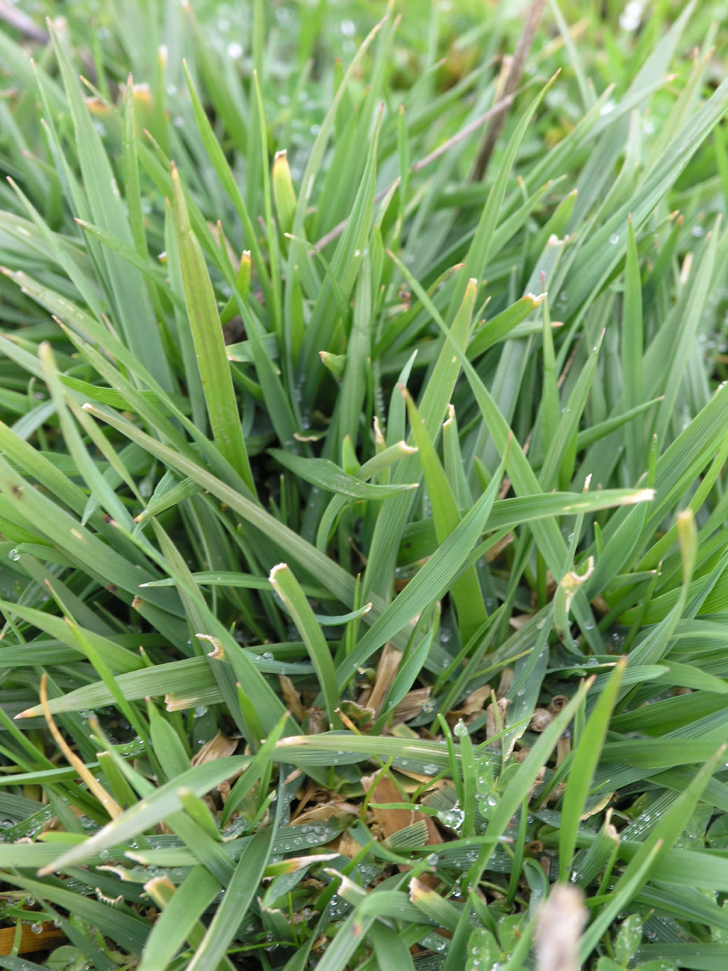 Summer active tall fescue