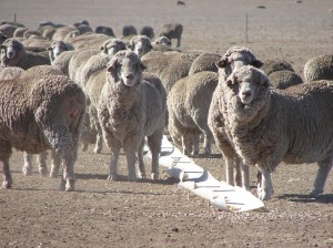 Sheep were removed from pastures and placed in containment areas