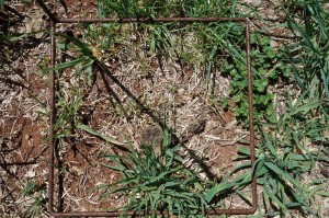 70% ground cover