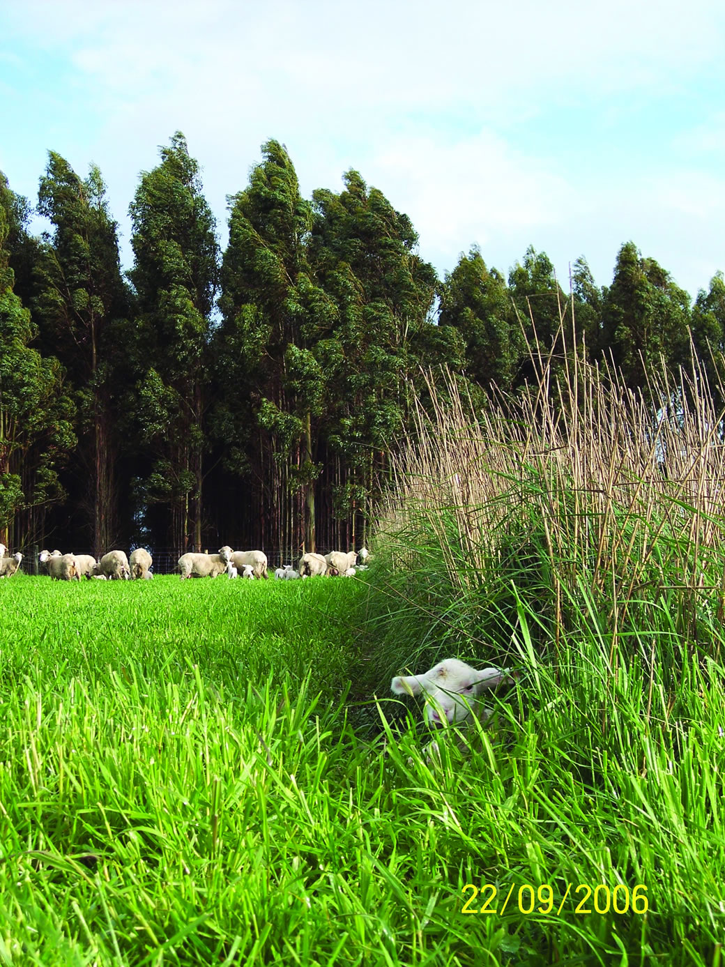 Lamb sheltering in the tall wheatgrass hedge rows