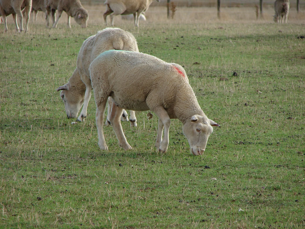 Livestock Management