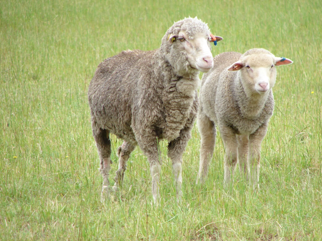 Livestock Management Livestock Management