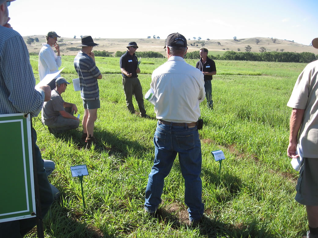 Local producers inspect the pasture variety experiment located adjacent to the phalaris paddock (January 2011).