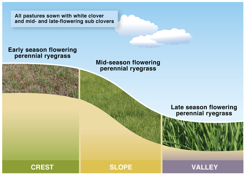 Figure 1. Early, mid and late flowering perennial ryegrass used for the crest, slope and valley at Hamilton EverGraze Proof Site.