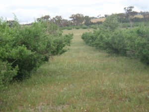 Tagasaste at Barry Pearce’s property, Woogenellup.