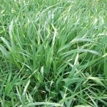 Phalaris