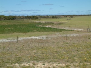 Albany EverGraze Proof Site sown to perennials
