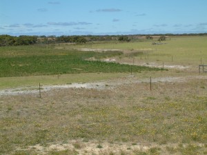 Albany EverGraze Proof Site sown to perennials