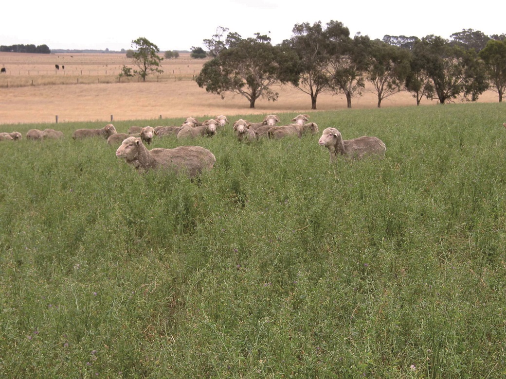 Lucerne responds to summer rainfall at Hamilton EverGraze Proof Site Lucerne responds to summer rainfall at Hamilton EverGraze Proof Site