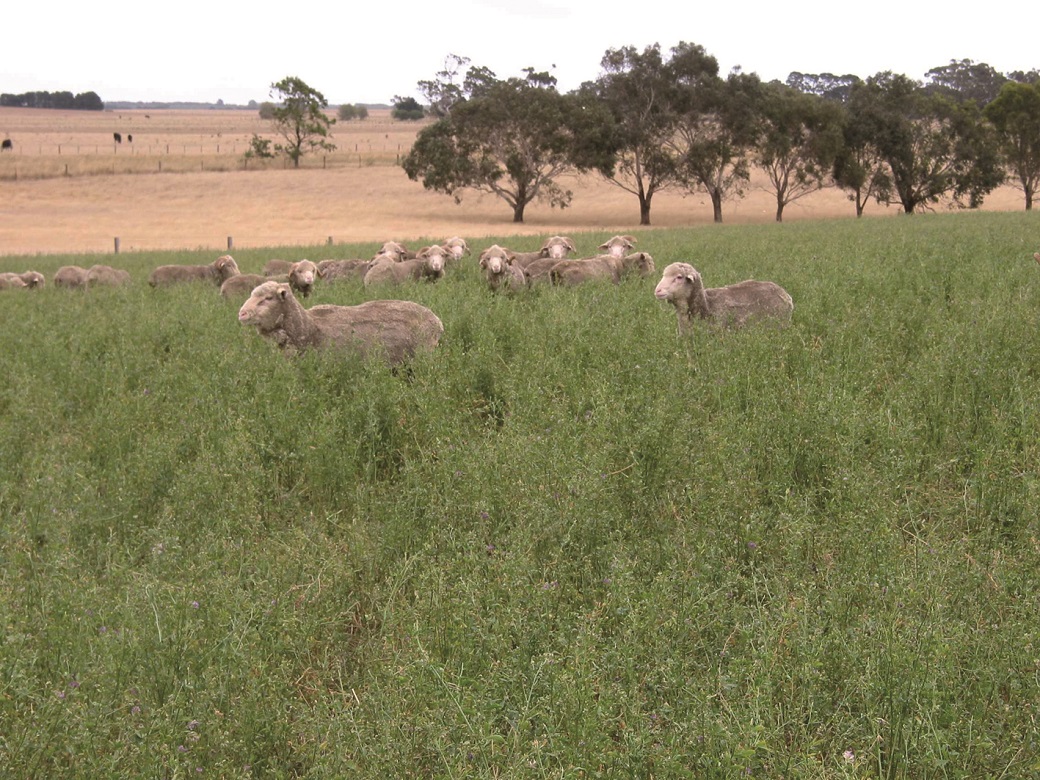 Lucerne responds to summer rainfall at Hamilton EverGraze Proof Site