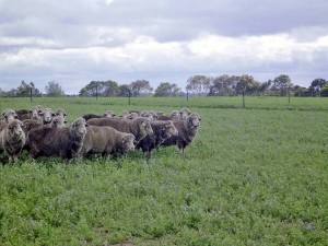 While the lucerne and tall fescue in the Triple system responded to summer rain and carried the sheep through with minimal supplementary feeding