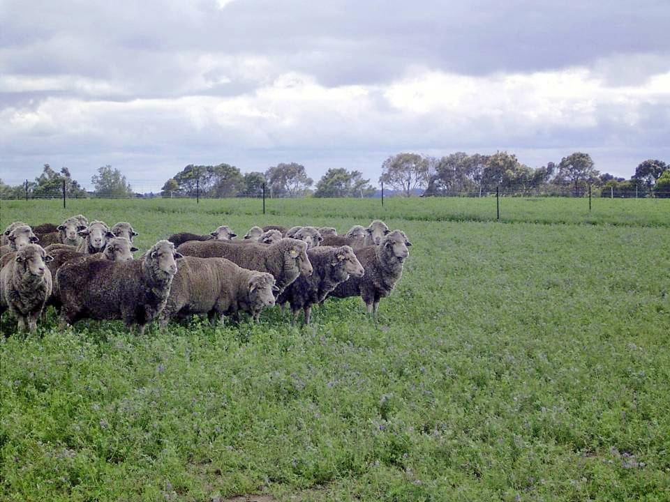 While the lucerne and tall fescue in the Triple system responded to summer rain and carried the sheep through with minimal supplementary feeding