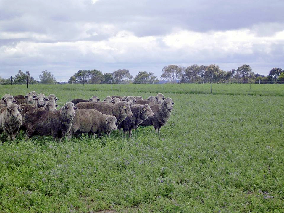 While the lucerne and tall fescue in the Triple system responded to summer rain and carried the sheep through with minimal supplementary feeding While the lucerne and tall fescue in the Triple system responded to summer rain and carried the sheep through with minimal supplementary feeding