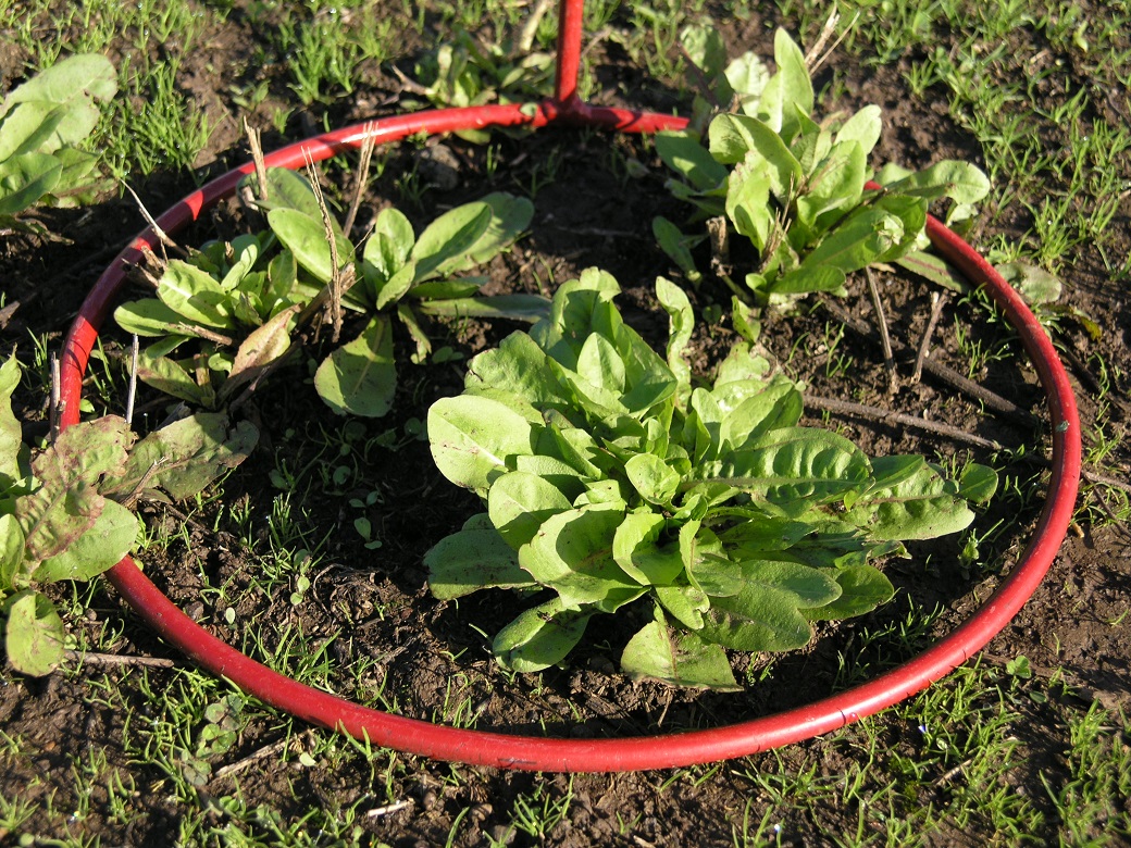 800 kg DM/ha chicory. It has approximately 70% ground cover.