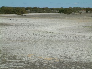 Albany EverGraze Proof Site (Wellstead) prior to establishment of perennials