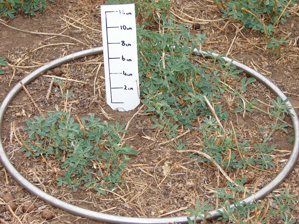 1200 kg DM/ha lucerne 1200 kg DM/ha lucerne. It has approximately 70% ground cover.