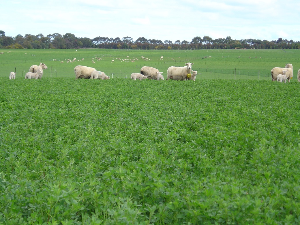 Coopworth/composite ewes and lambs on lucerne at the Hamilton EverGraze Proof Site, 30/9/2008.