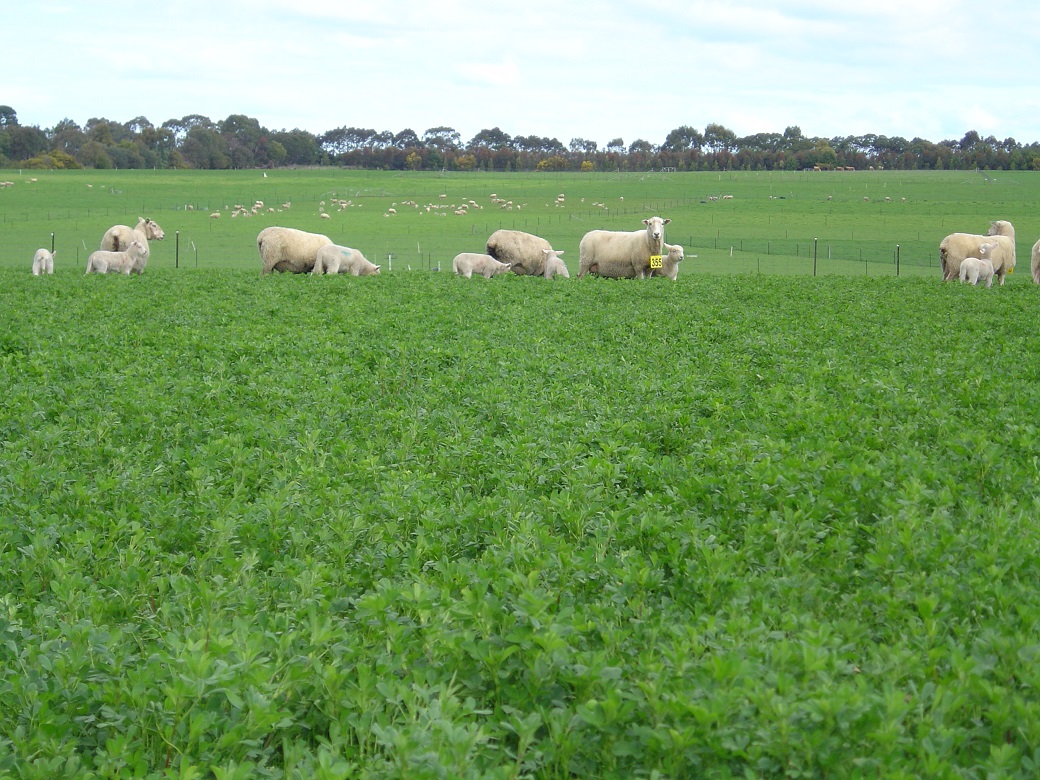 Coopworth/composite ewes and lambs on lucerne Coopworth/composite ewes and lambs on lucerne at the Hamilton EverGraze Proof Site, 30/9/2008.