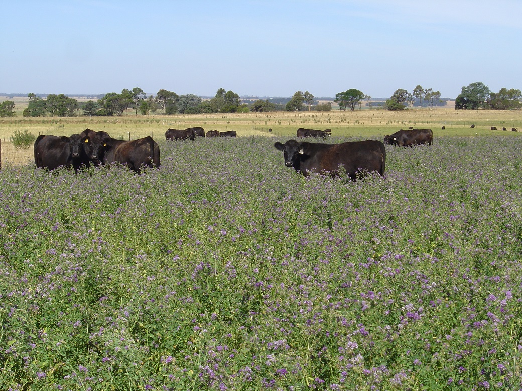 Cattle grazing lucerne at the Hamilton EverGraze Proof Site 2/1/2008.