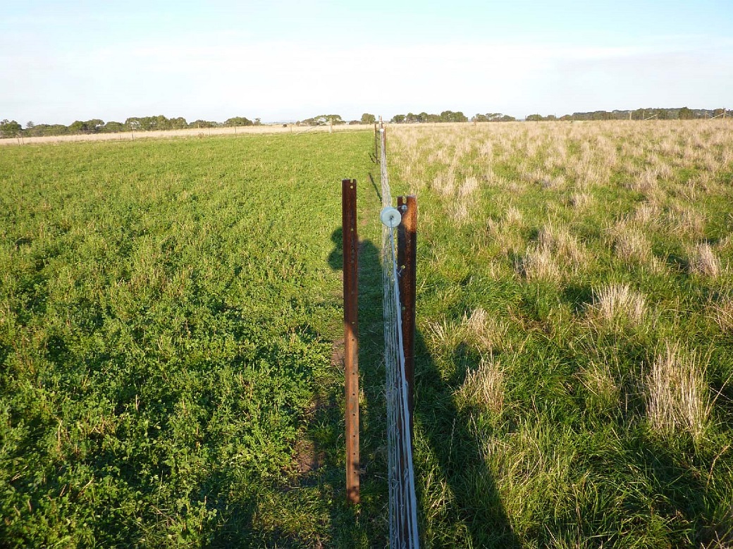 Lucerne (left) and early season flowering perennial ryegrass (right) 8th April 2011, seven years after sowing