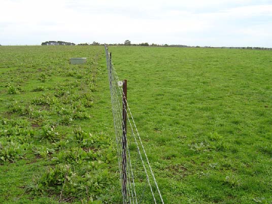 Chicory (left) and early season perennial ryegrass (right), June 2009, five years after establishment.