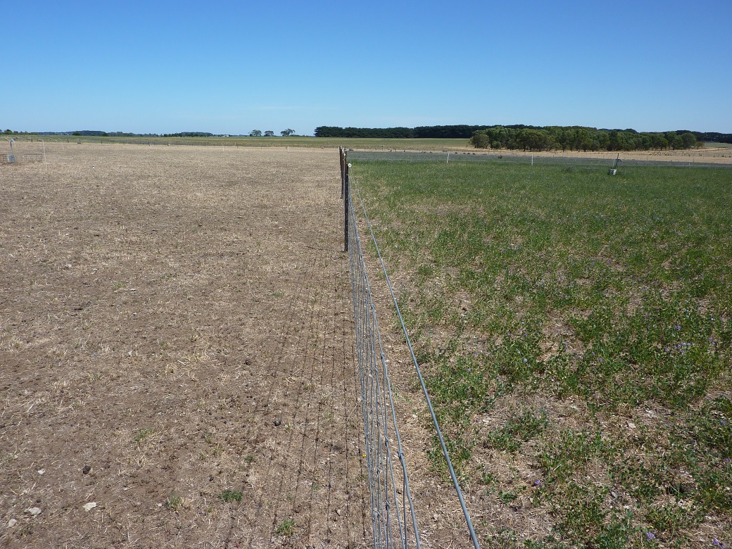 Lucerne (right) and perennial ryegrass (left) at the Hamilton EverGraze Proof Site 25/1/2010