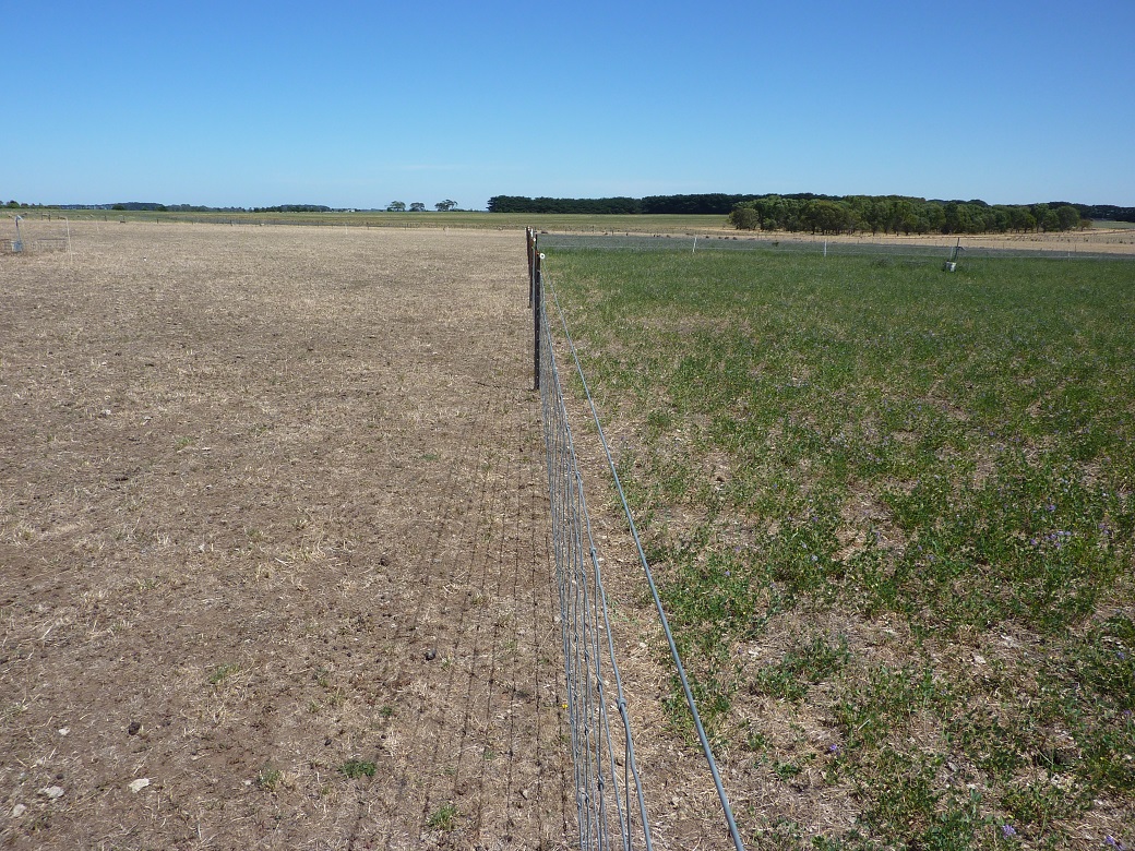 Lucerne (right) and perennial ryegrass (left) at the Hamilton EverGraze Proof Site 25/1/2010 Lucerne (right) and perennial ryegrass (left) at the Hamilton EverGraze Proof Site 25/1/2010