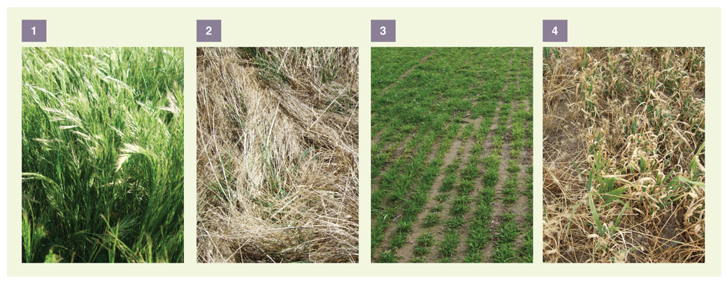 Figure 2. Silver grass burden at Longwood, October 2009 (1) and February 2010 (2); and contrasting clean paddocks at Euroa October 2009 (3) and February 2010 (4)