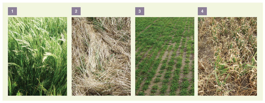 Silver grass burden at Longwood Figure 2. Silver grass burden at Longwood, October 2009 (1) and February 2010 (2); and contrasting clean paddocks at Euroa October 2009 (3) and February 2010 (4)