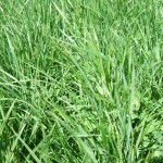 Tall Fescue