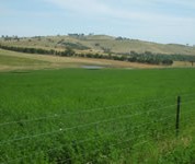 Right plant, right place and sustainable grazing management leads to persistent pastures