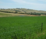 Right plant, right place and sustainable grazing management leads to persistent pastures