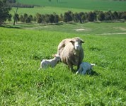 Flushing on green feed increases lamb marking percentages