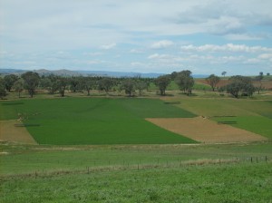 Lucerne at Wagga Wagga and Hamilton Proof Sites was effective in controlling leakage below the root zone.