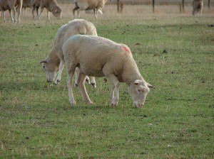 Coopworth/composite ewes at Hamilton