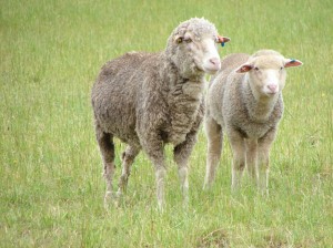 Merinos were joined to terminal sires at all sites