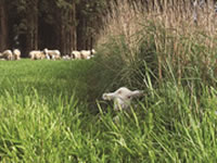 Perennial grass hedges at Hamilton increased lamb survival at the average birth weight by 30%.
