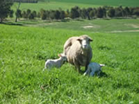 Lifetimewool guidelines for ewe condition were used on all sites.