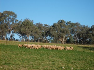 Flushing ewes on lucerne increased lambs marked by 10% at Wagga Wagga Proof Site.