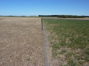 Lucerne (right) and Fitzroy Ryegrass at Hamilton Proof site summer 2007