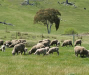 Native pasture composition did not vary between grazing systems